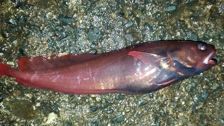 冬夜の穴釣り!千葉内房堤防釣りでカサゴ・メバル・ドンコ 冬夜の穴釣り!千葉内房堤防釣りでカサゴ・メバル・ドンコ