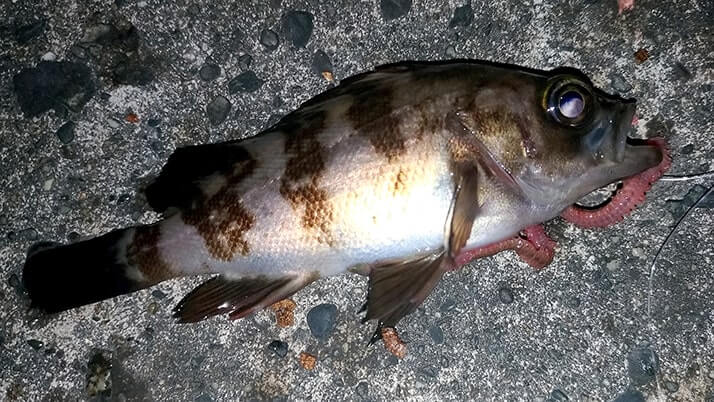 冬夜の穴釣り!千葉内房堤防釣りでカサゴ・メバル・ドンコ 冬夜の穴釣り!千葉内房堤防釣りでカサゴ・メバル・ドンコ