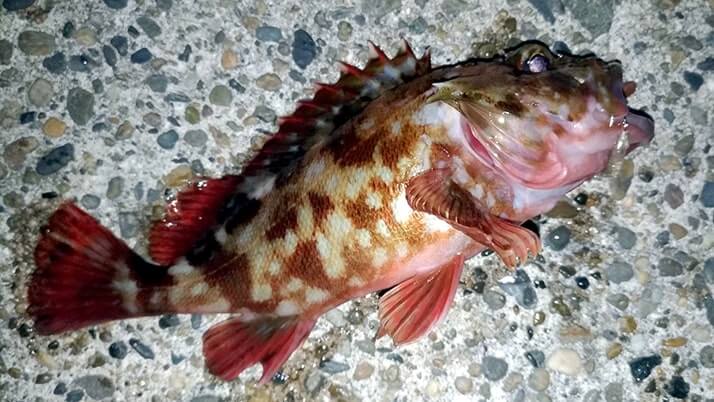 冬夜の穴釣り!千葉内房堤防釣りでカサゴ・メバル・ドンコ 冬夜の穴釣り!千葉内房堤防釣りでカサゴ・メバル・ドンコ