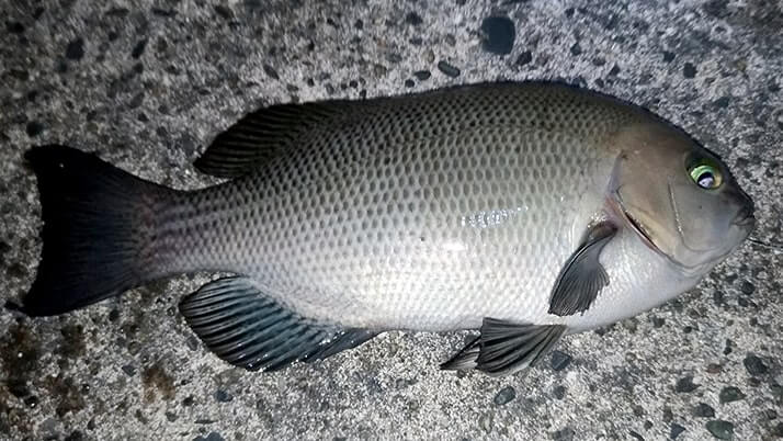 初フカセ釣りでチヌ(黒鯛)!冬の千葉内房堤防で本命GET 初フカセ釣りでチヌ(黒鯛)!冬の千葉内房堤防で本命GET