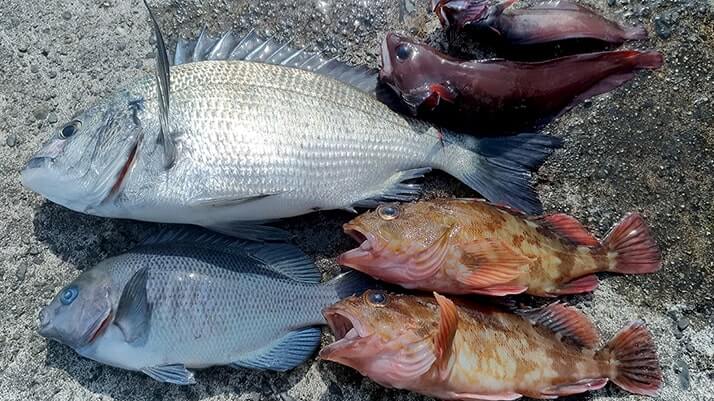 初フカセ釣りでチヌ(黒鯛)!冬の千葉内房堤防で本命GET 初フカセ釣りでチヌ(黒鯛)!冬の千葉内房堤防で本命GET