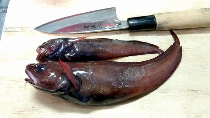 ドンコと黒鯛のアラをいれた絶品鍋!グレの焼霜造りも美味 ドンコと黒鯛のアラをいれた絶品鍋!グレの焼霜造りも美味