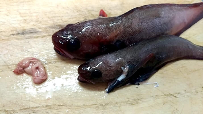 ドンコと黒鯛のアラをいれた絶品鍋!グレの焼霜造りも美味 ドンコと黒鯛のアラをいれた絶品鍋!グレの焼霜造りも美味