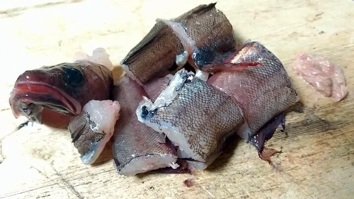 ドンコと黒鯛のアラをいれた絶品鍋!グレの焼霜造りも美味 ドンコと黒鯛のアラをいれた絶品鍋!グレの焼霜造りも美味