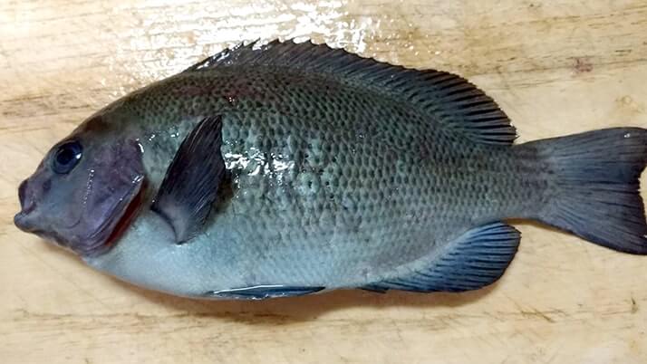 ドンコと黒鯛のアラをいれた絶品鍋!グレの焼霜造りも美味 ドンコと黒鯛のアラをいれた絶品鍋!グレの焼霜造りも美味