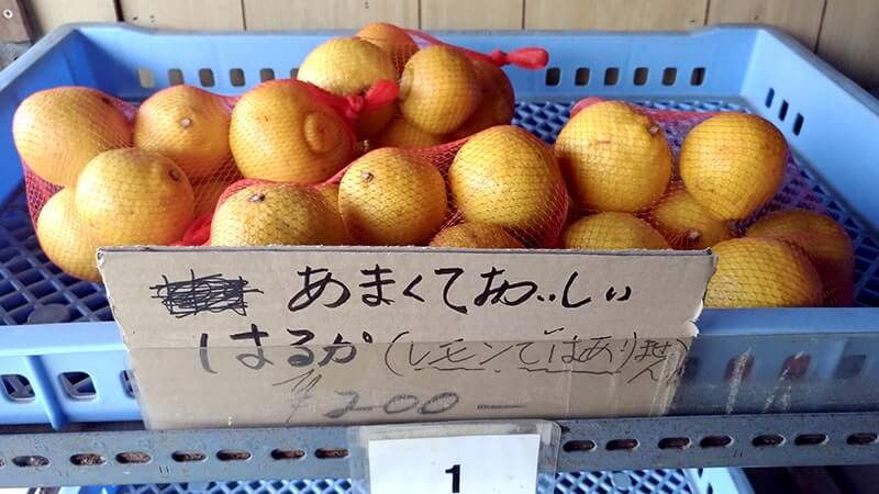 広島三原の離島「佐木島」を自転車で巡る！【広島三原旅】