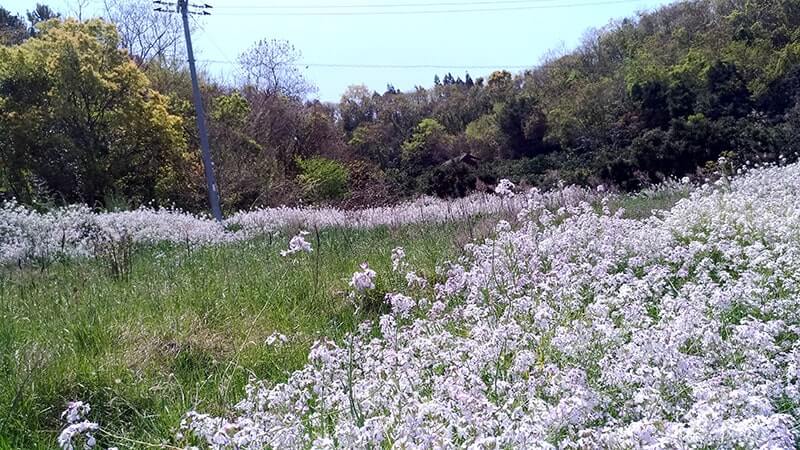 広島三原の離島「佐木島」を自転車で巡る！【広島三原旅】