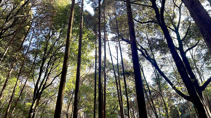 小町山山頂→朝日峠展望公園！小町の館から周回してみた【登山・ハイキング】