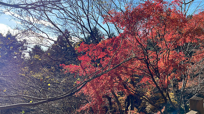 小町山山頂→朝日峠展望公園！小町の館から周回してみた【登山・ハイキング】