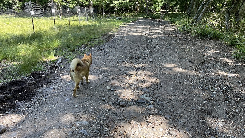 奥鬼怒温泉郷「手白澤温泉」へ｜山道を2時間半歩いて浸かる至高の温泉