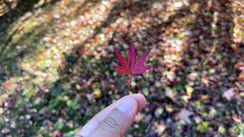 霞ヶ浦総合公園を散歩！風車と水車が魅せる景色が心地良い癒やしの公園散策記