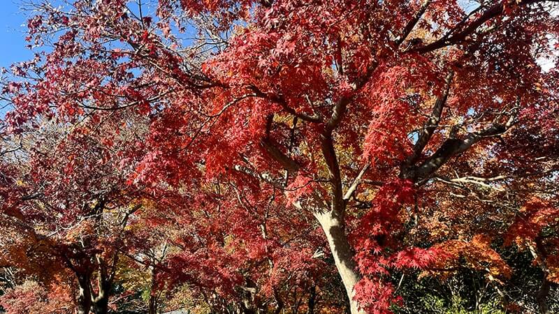 霞ヶ浦総合公園を散歩！風車と水車が魅せる景色が心地良い癒やしの公園散策記