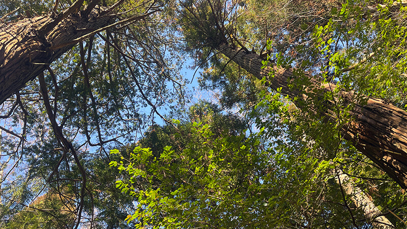 境内で空へ伸びる杉木立と冬の青空