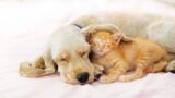 猫が膝の上で寝る理由って?嬉しさと重さの狭間で揺れる心 猫が膝の上で寝る理由って?嬉しさと重さの狭間で揺れる心