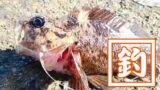 おかわかめ!野菜のワカメを湯がいて食べればワカメ食感!! おかわかめ!野菜のワカメを湯がいて食べればワカメ食感!!