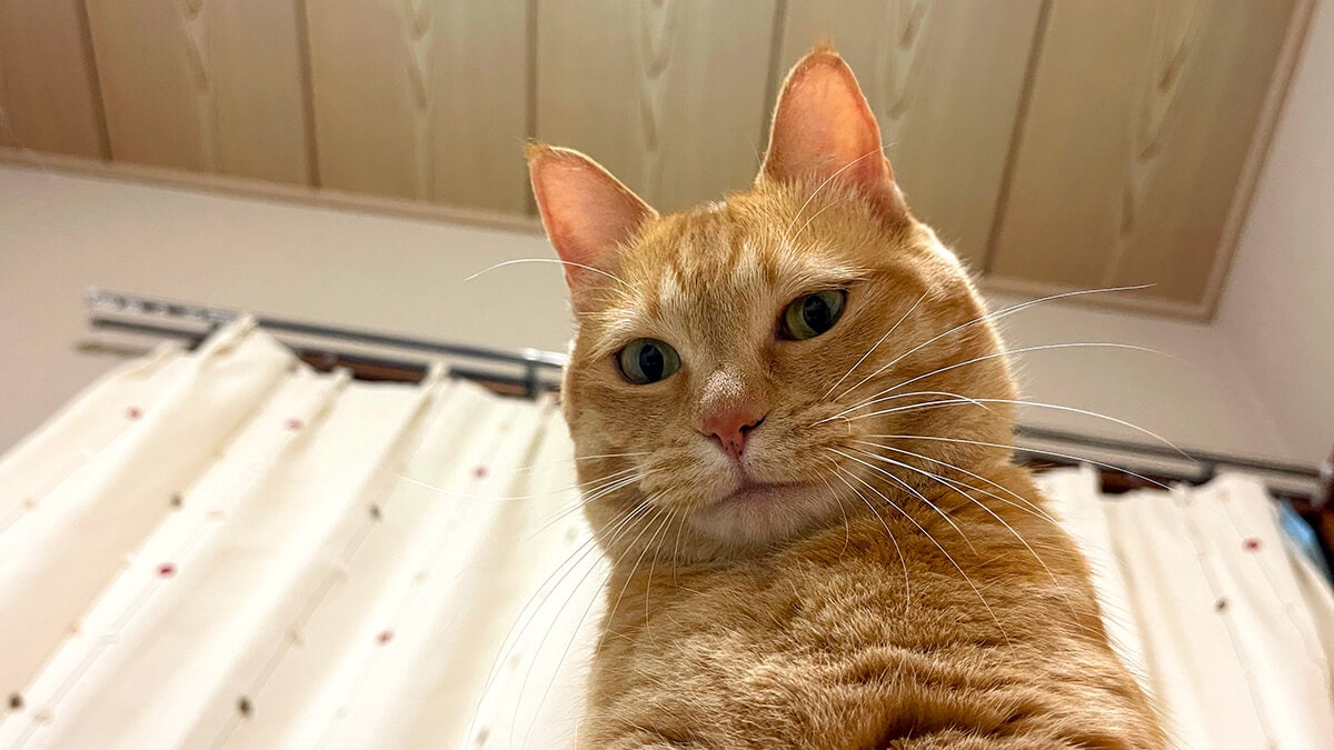 やちべえのしじみラーメンが沁み旨かった【茨城県鉾田市】