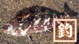三浦半島の「黒崎の鼻」で眺める絶景!駐車に若干難点ありですが… 三浦半島の「黒崎の鼻」で眺める絶景!駐車に若干難点ありですが…