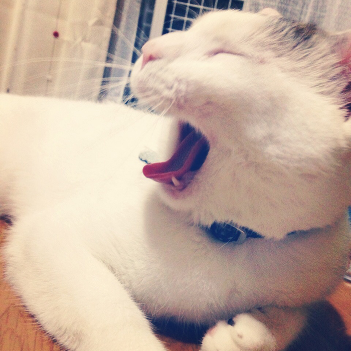 猫は好きですか？僕は好きです！我が家のアイドル大五郎