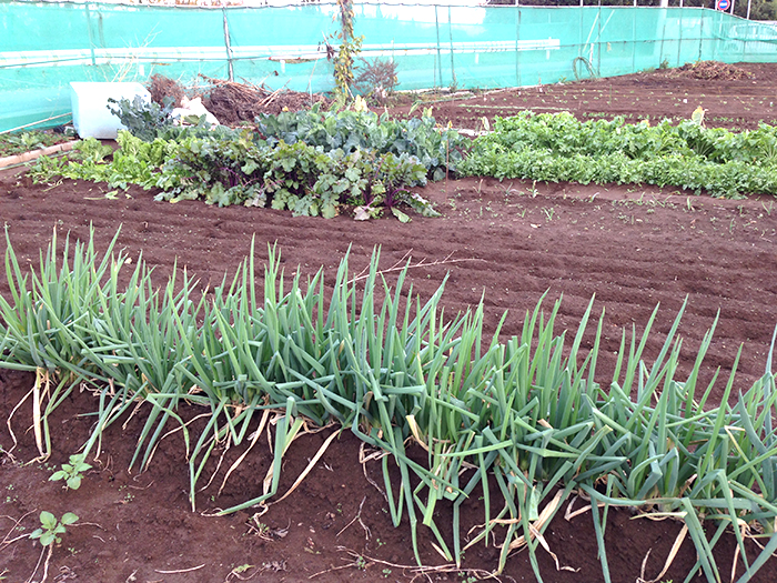 畑で新鮮野菜を収穫。土遊びを満喫した週末。