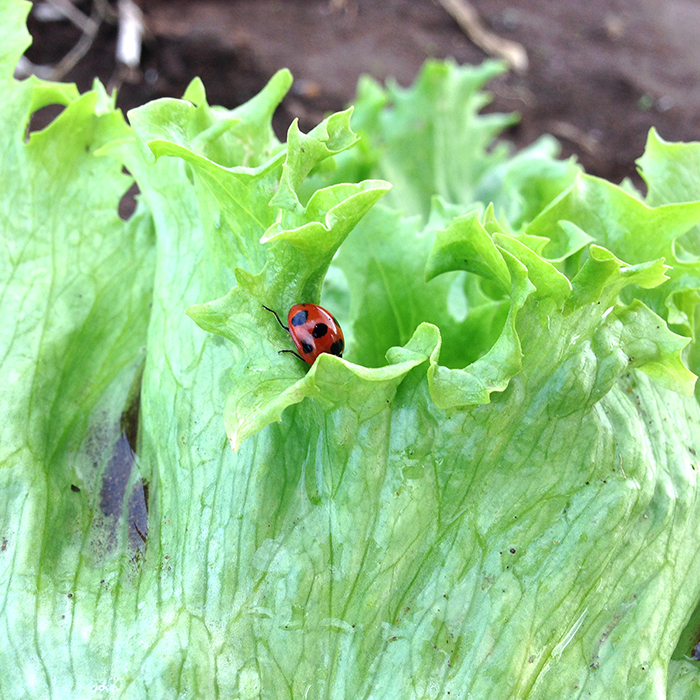 畑で新鮮野菜を収穫。土遊びを満喫した週末。