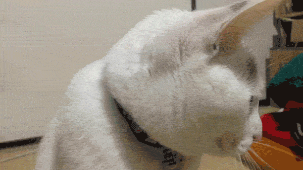 我が家のヅラ猫『大五郎』のかわいいけど目が回るGIF動画特集