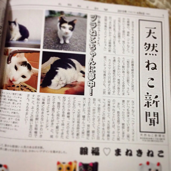 我が家のヅラ猫大五郎が『天然ねこ生活』に掲載されました！