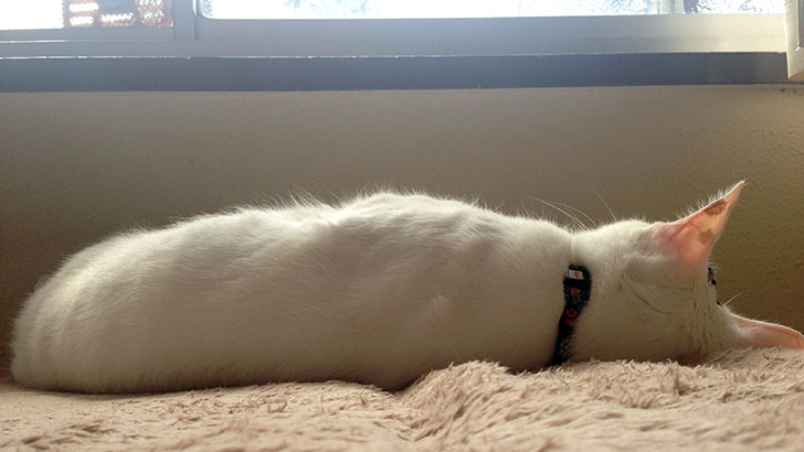 我が家のヅラ猫大五郎が『天然ねこ生活』に掲載されました！