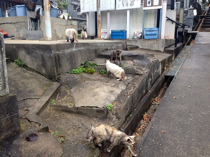 国内でも旅行で異文化に触れる！香川・愛媛をレンタカーで巡って感じたこと