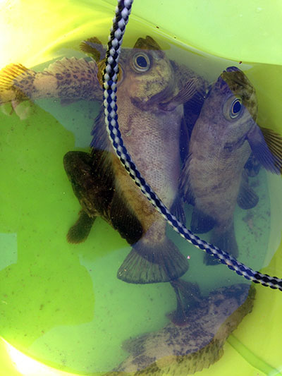 千葉県内房で穴釣り!メバル・カサゴにギンポにベラちゃん 千葉県内房で穴釣り!メバル・カサゴにギンポにベラちゃん