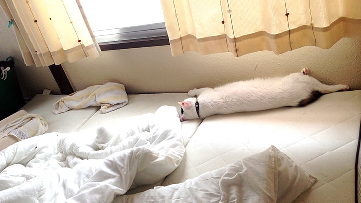 f:id:islog:20151230235551j:plain