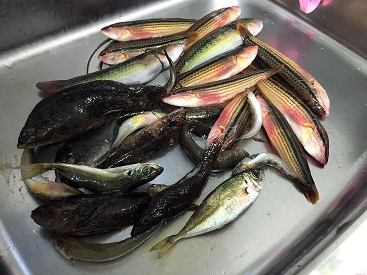 釣った魚は手作り干物に!塩干し・みりん干し・ウイスキー干し 釣った魚は手作り干物に!塩干し・みりん干し・ウイスキー干し