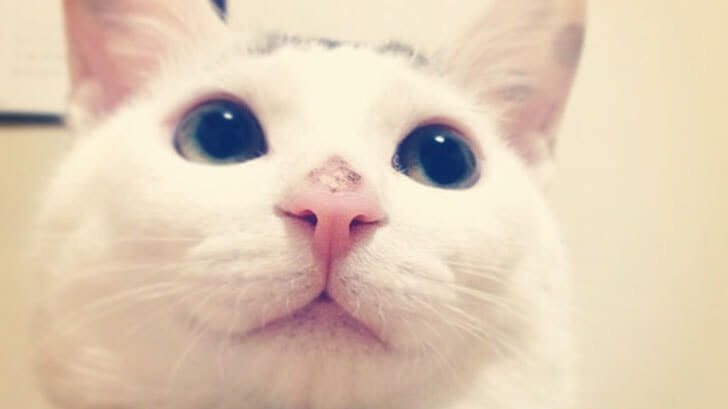 我が家のヅラ猫『大五郎』の近況＋ブログをはてなに移行しました