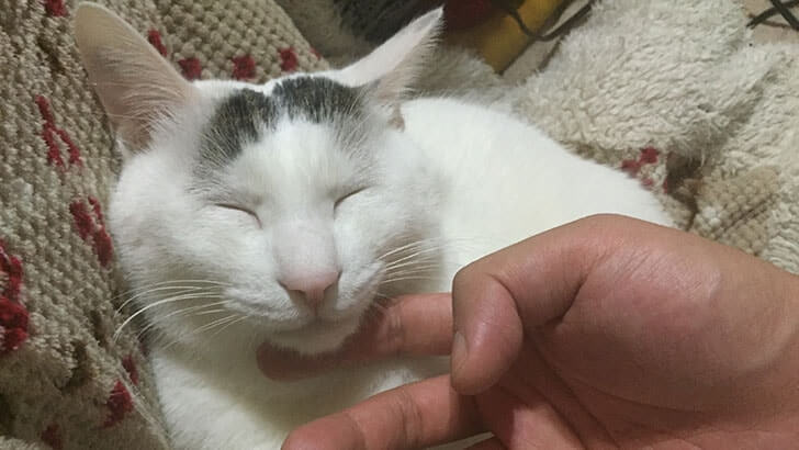 大五郎（猫）は主人である僕を枕だと思っているようだ