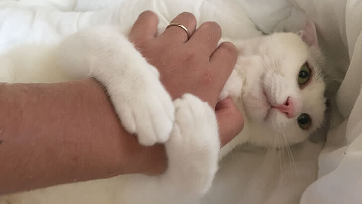 大五郎（猫）は主人である僕を枕だと思っているようだ