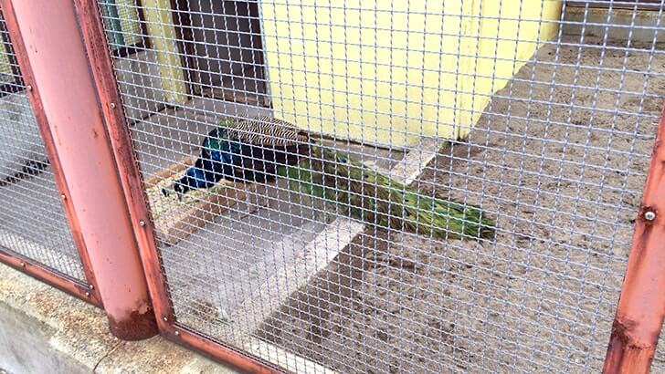 西亀有にある動物園のような公園『上千葉砂原公園』