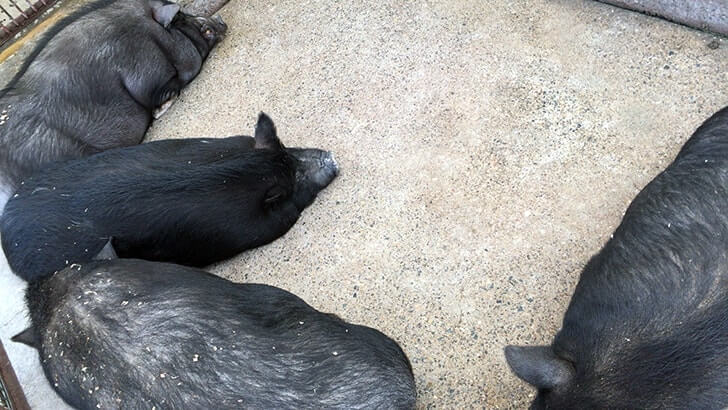 西亀有にある動物園のような公園『上千葉砂原公園』