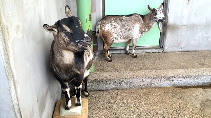 西亀有にある動物園のような公園『上千葉砂原公園』