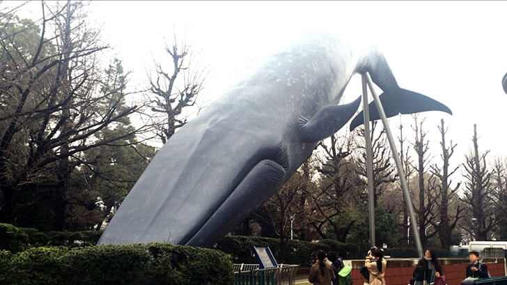 上野『国立科学博物館』シロナガスクジラの大模型が目印