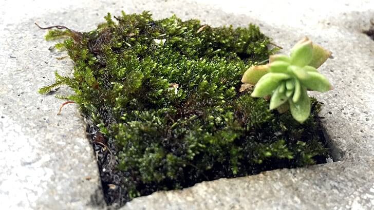 「雑草という名前の草はない」 セメントプランターに植えた道端の植物