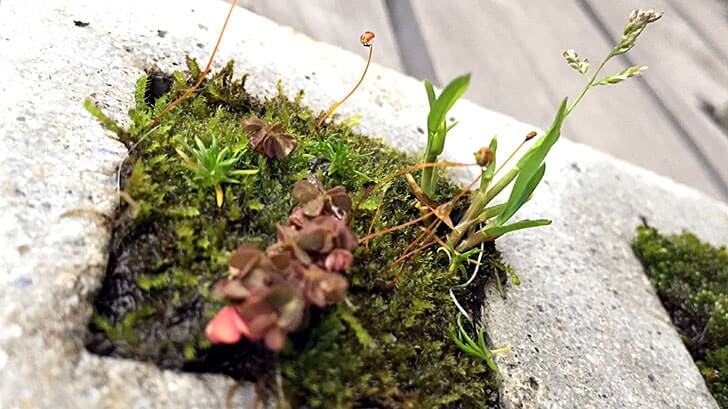 「雑草という名前の草はない」 セメントプランターに植えた道端の植物