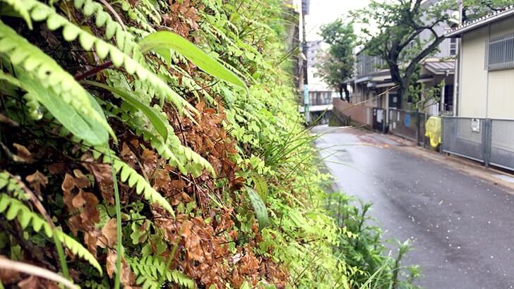 互いのブログを通じて会う　〜三笠ビル商店街裏の山を探索〜