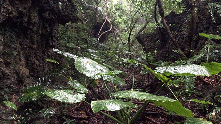 神聖な場へ…沖縄の聖地『斎場御嶽』世界遺産を訪れる【沖縄旅行】