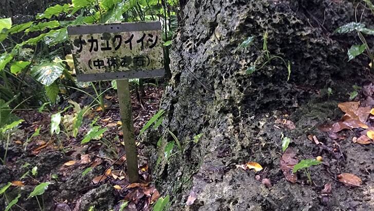 垣花樋川の雰囲気が素敵！全国名水百選の湧水【沖縄旅行】