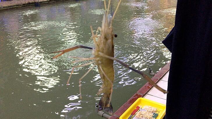 夜遊びにエビ釣り！台湾の春城釣蝦場で海老を釣って食らう！