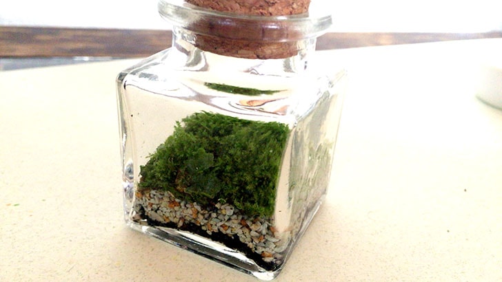 瓶の中の小さな世界！かわいくおしゃれな苔テラリウムの作り方