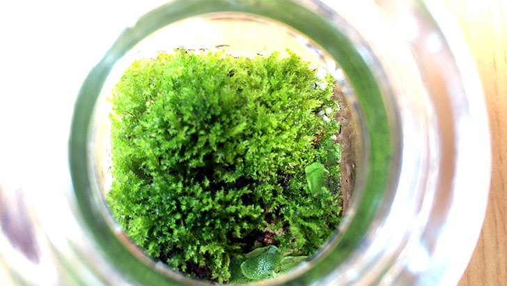 瓶の中の小さな世界！かわいくおしゃれな苔テラリウムの作り方