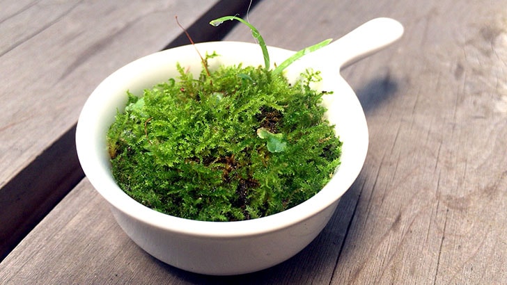 瓶の中の小さな世界！かわいくおしゃれな苔テラリウムの作り方