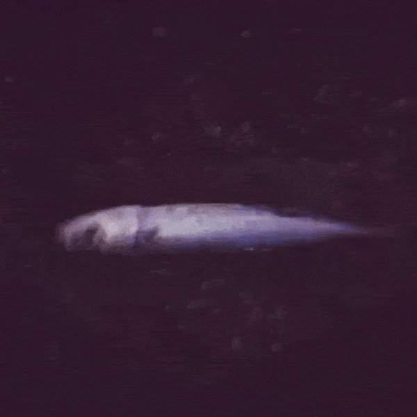 外房堤防海釣り!茨城県鹿嶋で夜釣りからの小サバにカワハギ 外房堤防海釣り!茨城県鹿嶋で夜釣りからの小サバにカワハギ