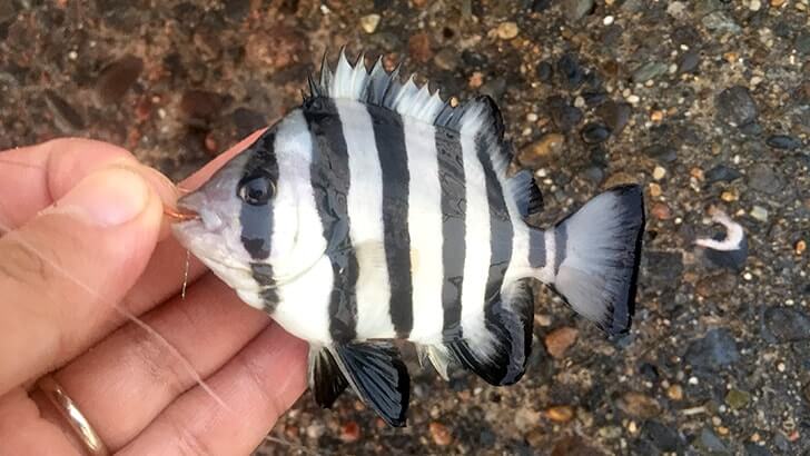 外房堤防海釣り!茨城県鹿嶋で夜釣りからの小サバにカワハギ 外房堤防海釣り!茨城県鹿嶋で夜釣りからの小サバにカワハギ