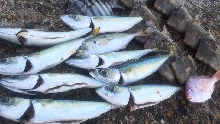 カワハギ刺身+肝醤油・しめ鯖・アジ等のなめろう!釣った魚を食す! カワハギ刺身+肝醤油・しめ鯖・アジ等のなめろう!釣った魚を食す!